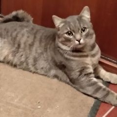 Подробнее об объявлении «Москва Найден кот серый молодой кот новогиреево» Фото: найдена кошка  «Москва Найден кот серый молодой кот новогиреево» в г. Москва