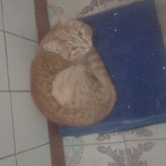 Подробнее об объявлении «Москва Найден кот.» Фото: найдена кошка  «Москва Найден кот.» в г. Москва