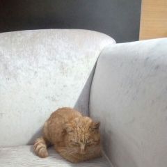 Подробнее об объявлении «Найден кот рыжий кот Красногорск» Фото: найдена кошка  «Найден кот рыжий кот Красногорск» в г. Красногорск