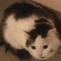 Подробнее об объявлении «Москва Найдена кошка черно-белая, длинная шерсть, домашняя» Фото: найдена кошка  «Москва Найдена кошка черно-белая, длинная...» в г. Москва