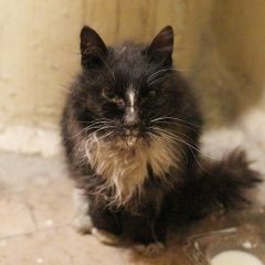 Подробнее об объявлении «Подольск Найдена кошка» Фото: найдена кошка  «Подольск Найдена кошка» в г. Подольск