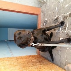 Подробнее об объявлении «Батайск Найдена собака кобель лабрадор черный. чистый ухоженный» Фото: найдена собака Лабрадор ретривер «Батайск Найдена собака кобель лабрадор черный....» в г. Батайск