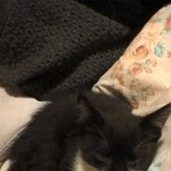 Подробнее об объявлении «Москва Найден котенок окраса маркиз, месяца 3» Фото: найдена кошка  «Москва Найден котенок окраса маркиз, месяца 3» в г. Москва