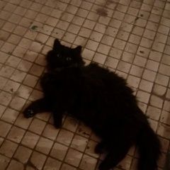 Подробнее об объявлении «Москва Найдена кошка чертаново центральное пражская» Фото: найдена кошка  «Москва Найдена кошка чертаново центральное...» в г. Москва