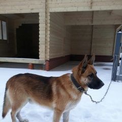 Подробнее об объявлении «Найдена собака Можайск» Фото: найдена собака  «Найдена собака Можайск» в г. Можайск