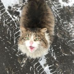 Подробнее об объявлении «Москва Найдена кошка ласковая киса в добрые руки» Фото: найдена кошка  «Москва Найдена кошка ласковая киса в добрые руки» в г. Москва