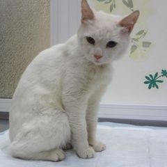 Подробнее об объявлении «Москва Найдена кошка белого цвета ул симоновский вал» Фото: найдена кошка  «Москва Найдена кошка белого цвета ул...» в г. Москва
