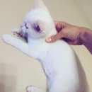 Подробнее об объявлении «Москва Найдена кошка белый котенок» Фото: найдена кошка  «Москва Найдена кошка белый котенок» в г. Москва