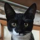 Подробнее об объявлении «Москва Найден кот» Фото: найдена кошка  «Москва Найден кот» в г. Москва