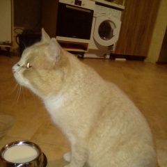 Подробнее об объявлении «Найден кот рыжий кот Оренбург» Фото: найдена кошка  «Найден кот рыжий кот Оренбург» в г. Оренбург