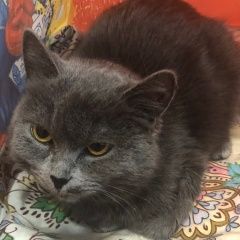 Подробнее об объявлении «Найдена кошка Зеленоград» Фото: найдена кошка  «Найдена кошка Зеленоград» в г. Зеленоград
