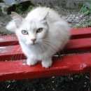 Подробнее об объявлении «Челябинск Найдена кошка» Фото: найдена кошка  «Челябинск Найдена кошка» в г. Челябинск