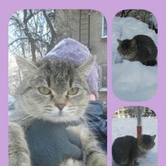 Подробнее об объявлении «Найдена кошка ласковая кисонька Лыткарино» Фото: найдена кошка  «Найдена кошка ласковая кисонька Лыткарино» в г. Лыткарино