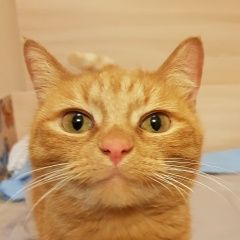 Подробнее об объявлении «Мытищи Найдена кошка рыжая на ул. колпакова» Фото: найдена кошка  «Мытищи Найдена кошка рыжая на ул. колпакова» в г. Мытищи