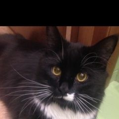 Подробнее об объявлении «Москва Найден кот» Фото: найдена кошка  «Москва Найден кот» в г. Москва