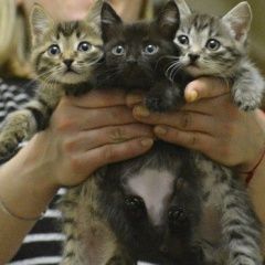 Подробнее об объявлении «Красноярск Найден кот» Фото: найдена кошка  «Красноярск Найден кот» в г. Красноярск