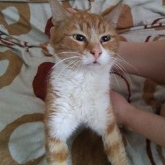 Подробнее об объявлении «Москва Найден кот» Фото: найдена кошка  «Москва Найден кот» в г. Москва