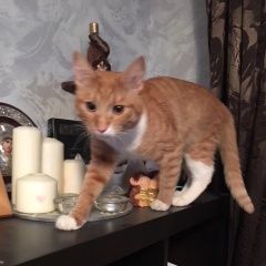 Подробнее об объявлении «Химки Найден кот рыжий кот 05/02/2018» Фото: найдена кошка  «Химки Найден кот рыжий кот 05/02/2018» в г. Химки