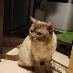 Подробнее об объявлении «Казань Найден кот» Фото: найдена кошка  «Казань Найден кот» в г. Казань