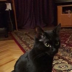 Подробнее об объявлении «Мытищи Найдена кошка маленькая чёрная кошка» Фото: найдена кошка  «Мытищи Найдена кошка маленькая чёрная кошка» в г. Мытищи