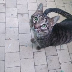 Подробнее об объявлении «Найден кот Лыткарино» Фото: найдена кошка  «Найден кот Лыткарино» в г. Лыткарино