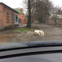 Подробнее об объявлении «Найдена собака большой пес Ростов-на-Дону» Фото: найдена собака  «Найдена собака большой пес Ростов-на-Дону» в г. Ростов-на-Дону