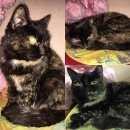 Подробнее об объявлении «Москва Найдена кошка» Фото: найдена кошка  «Москва Найдена кошка» в г. Москва