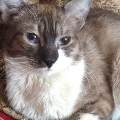Подробнее об объявлении «Москва Найден кот домашний и ласковый котёнок» Фото: найдена кошка  «Москва Найден кот домашний и ласковый котёнок» в г. Москва