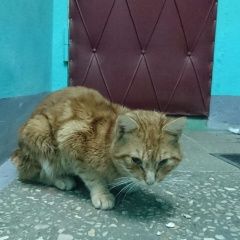 Подробнее об объявлении «Москва Найдена кошка рыжий котик, зюзино» Фото: найдена кошка  «Москва Найдена кошка рыжий котик, зюзино» в г. Москва