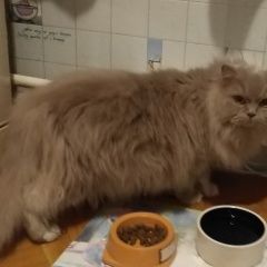 Подробнее об объявлении «Москва Найдена кошка хорошево-мневники» Фото: найдена кошка  «Москва Найдена кошка хорошево-мневники» в г. Москва