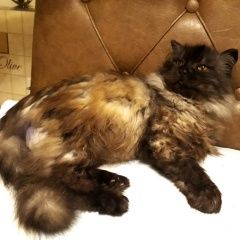 Подробнее об объявлении «Новозыбков Найден кот ик» Фото: найдена кошка Сибирская «Новозыбков Найден кот ик» в г. Новозыбков