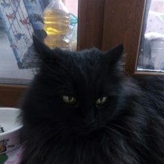 Подробнее об объявлении «Иваново Найдена кошка» Фото: найдена кошка Сибирская «Иваново Найдена кошка» в г. Иваново