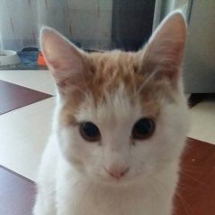 Подробнее об объявлении «Челябинск Найден кот молодой кот» Фото: найдена кошка  «Челябинск Найден кот молодой кот» в г. Челябинск