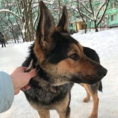 Подробнее об объявлении «Найдена собака Одинцово» Фото: найдена собака  «Найдена собака Одинцово» в г. Одинцово