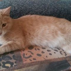 Подробнее об объявлении «Красноярск Найдена кошка в октябрьском районе» Фото: найдена кошка  «Красноярск Найдена кошка в октябрьском районе» в г. Красноярск