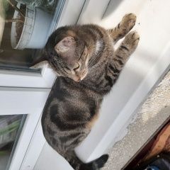 Подробнее об объявлении «Ангарск Найден кот» Фото: найдена кошка  «Ангарск Найден кот» в г. Ангарск