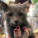 Подробнее об объявлении «Москва Найден кот бирюлёво западное» Фото: найдена кошка Русская голубая «Москва Найден кот бирюлёво западное» в г. Москва