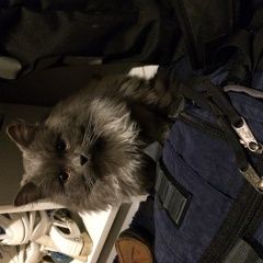 Подробнее об объявлении «Найдена кошка Сходня» Фото: найдена кошка  «Найдена кошка Сходня» в г. Сходня