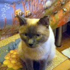 Подробнее об объявлении «Найден кот молодой тайский кот Фирсановка» Фото: найдена кошка Тайская «Найден кот молодой тайский кот Фирсановка» в г. Фирсановка