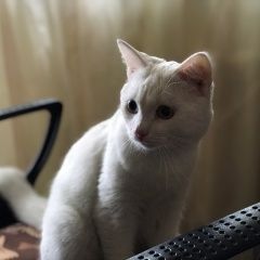 Подробнее об объявлении «Пермь Найдена кошка» Фото: найдена кошка  «Пермь Найдена кошка» в г. Пермь
