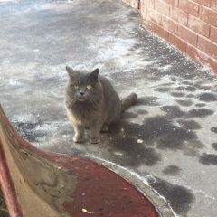 Подробнее об объявлении «Москва Найдена кошка котёнок британец на сходненской» Фото: найдена кошка Британская короткошерстная «Москва Найдена кошка котёнок британец на...» в г. Москва