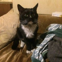 Подробнее об объявлении «Найден кот Балашиха» Фото: найдена кошка  «Найден кот Балашиха» в г. Балашиха