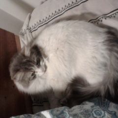 Подробнее об объявлении «Санкт-Петербург Найдена кошка» Фото: найдена кошка  «Санкт-Петербург Найдена кошка» в г. Санкт-Петербург