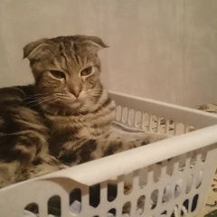 Подробнее об объявлении «Найдена кошка вислоухая Орехово-Зуево» Фото: найдена кошка Шотландская вислоухая «Найдена кошка вислоухая Орехово-Зуево» в г. Орехово-Зуево