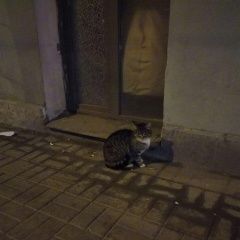 Подробнее об объявлении «Санкт-Петербург Найдена кошка» Фото: найдена кошка  «Санкт-Петербург Найдена кошка» в г. Санкт-Петербург
