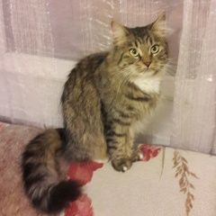 Подробнее об объявлении «Найдена кошка,   Балашиха» Фото: найдена кошка Сибирская «Найдена кошка,   Балашиха» в г. Балашиха