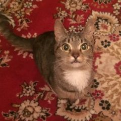 Подробнее об объявлении «Химки Найдена кошка» Фото: найдена кошка  «Химки Найдена кошка» в г. Химки