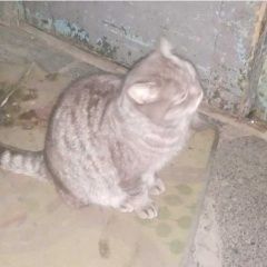 Подробнее об объявлении «Санкт-Петербург Найден кот малая балкананская, д.4 к.3» Фото: найдена кошка  «Санкт-Петербург Найден кот малая балкананская,...» в г. Санкт-Петербург