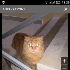 Подробнее об объявлении «Ставрополь Найдена кошка» Фото: найдена кошка  «Ставрополь Найдена кошка» в г. Ставрополь