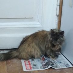 Подробнее об объявлении «Москва Найдена кошка» Фото: найдена кошка  «Москва Найдена кошка» в г. Москва